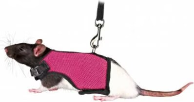 Harnais Douxavec Laisse Pour Cochons D'Inde, Nylon, 18–25 Cm, 1,20 M - Mon Animalerie