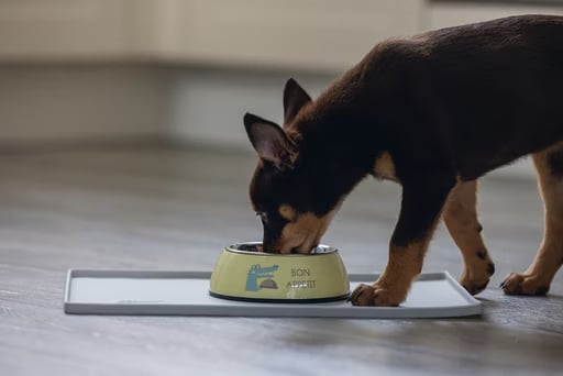 Meilleurs prix pour Beeztees Gamelle pour chiots Kroky (0.16l), Gamelle