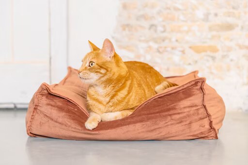 Designed by Lotte Cat Cushion VELVETI Pink