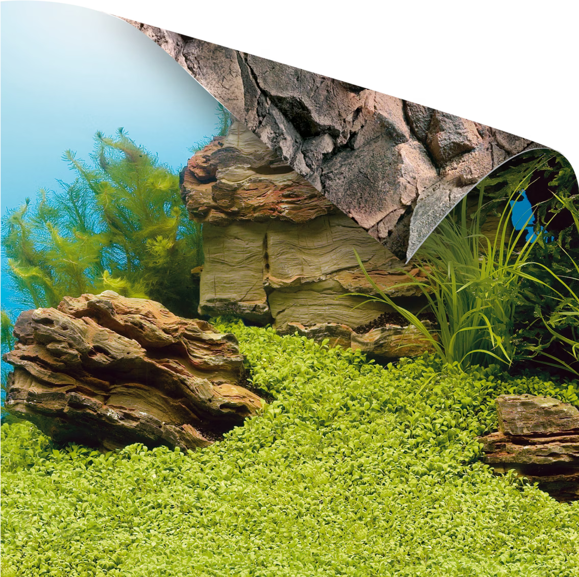 Juwel Aquarium Photo couverture arrière (Panneau arrière), Décoration d'aquarium