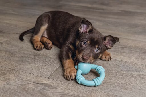 Beeztees quipe de jouets Sumo Mini Puppy, Jouets pour chien