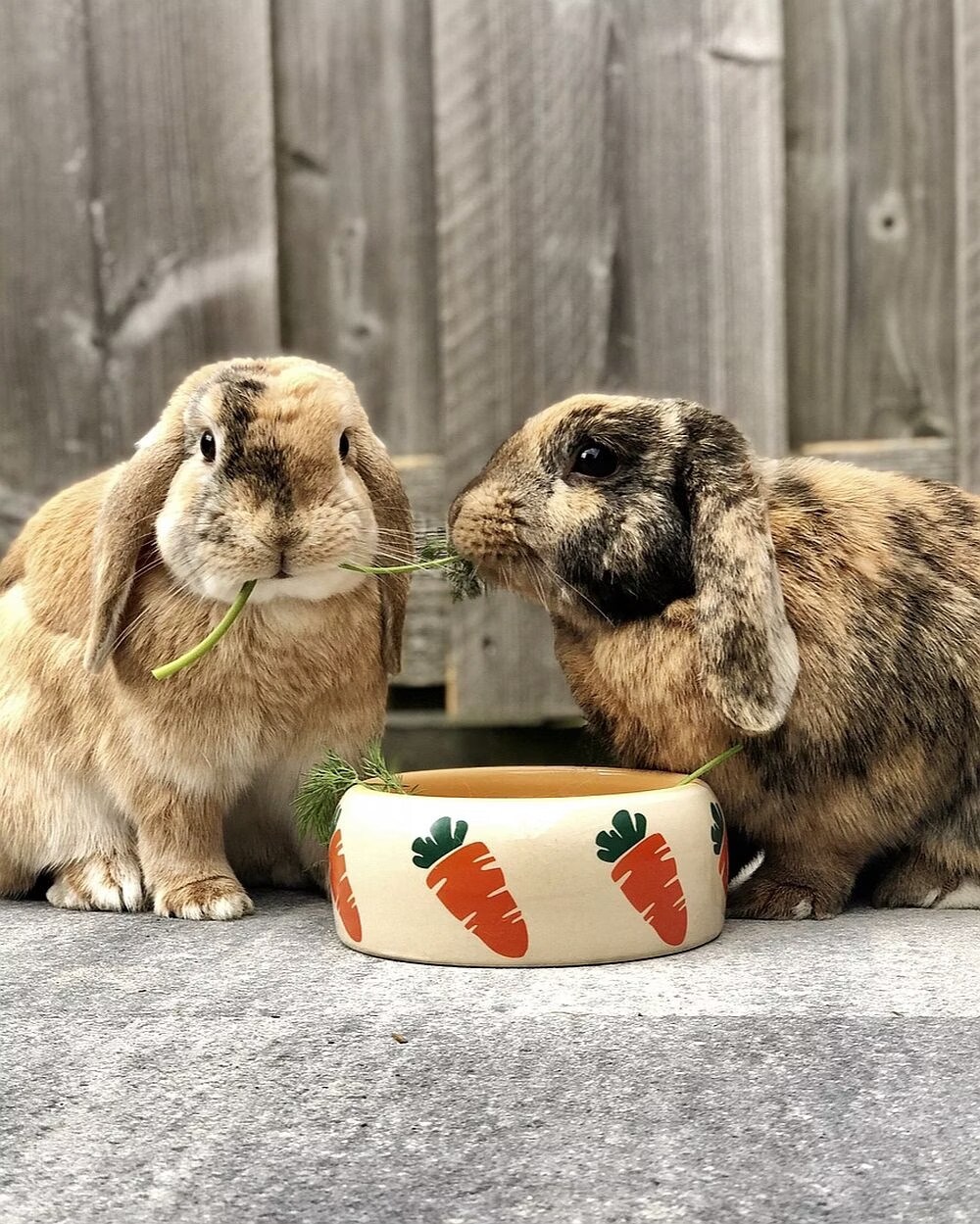 Nobby Mangeoire en cramique CARROT (0.13l), Gamelle