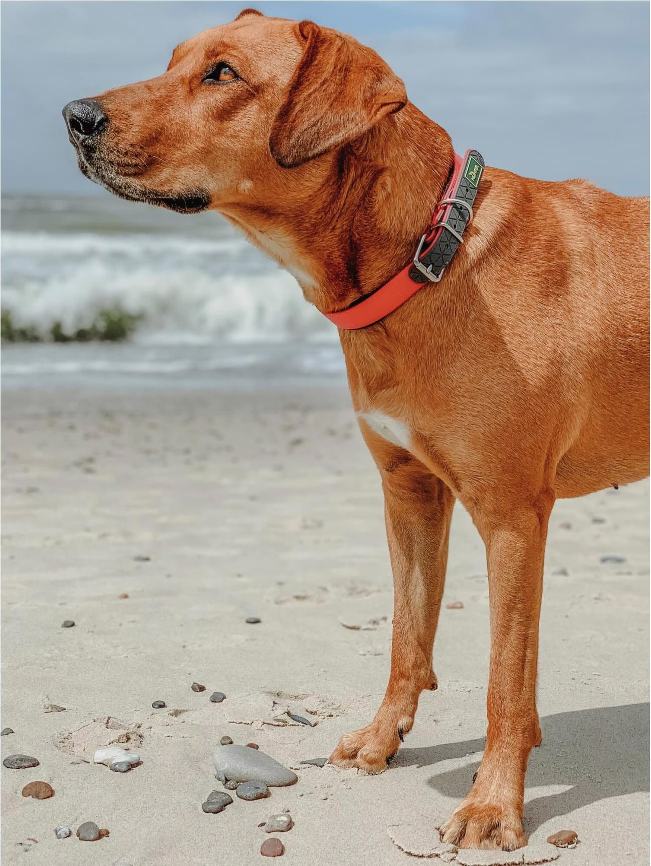 Hunter Collier De Commodité Pour Chiens Couleur Orange Fluo M-L