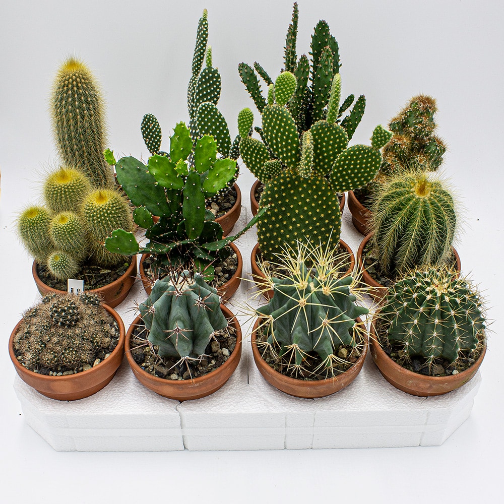 Kakteen Gautschi Kakteen-Set 9cm (15 cm) kaufen