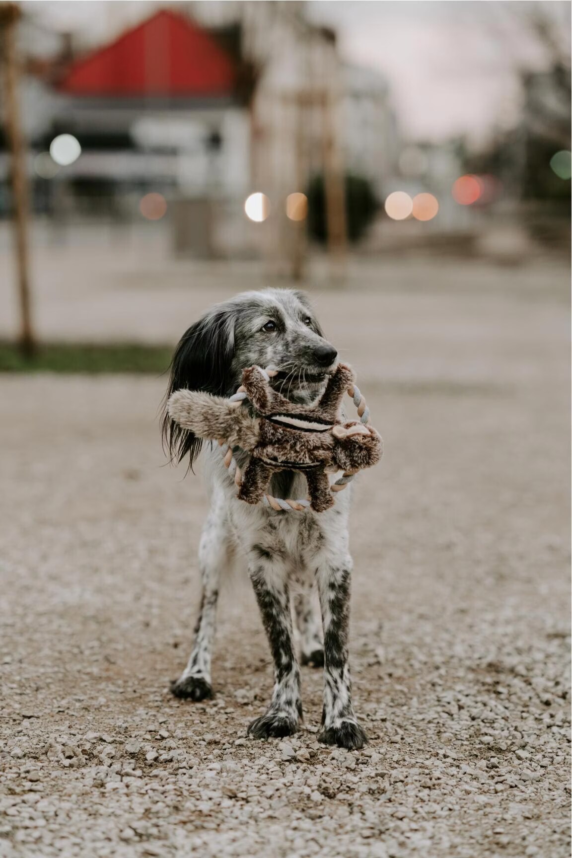 Hunter Écureuil Train Train Train Train De La Faune 32 Cm