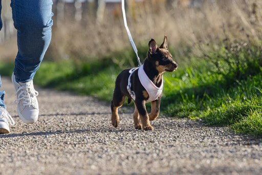 Beeztees Filana, Collier pour animaux