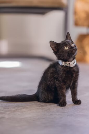 Comparer les prix de Beeztees Collier de chaton Blixa, Collier pour animaux