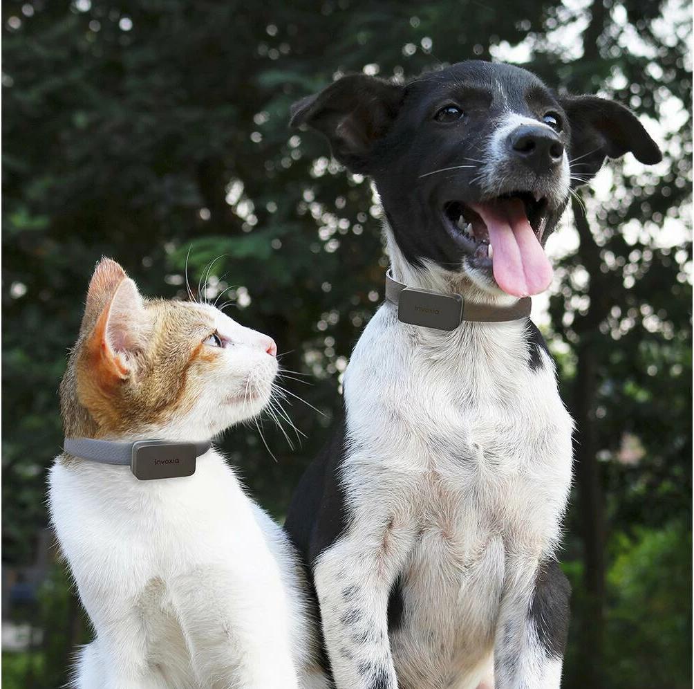 Invoxia Pet GPS Tracker Cat Dog buy at Galaxus