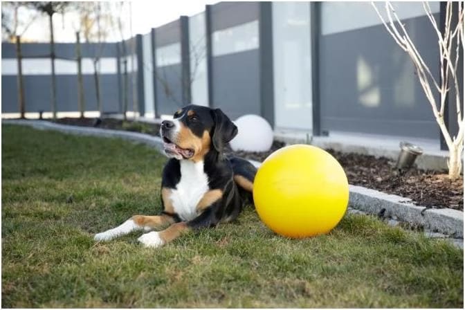 Kerbl Balle en Plastique pour Chien Jaune 30 cm