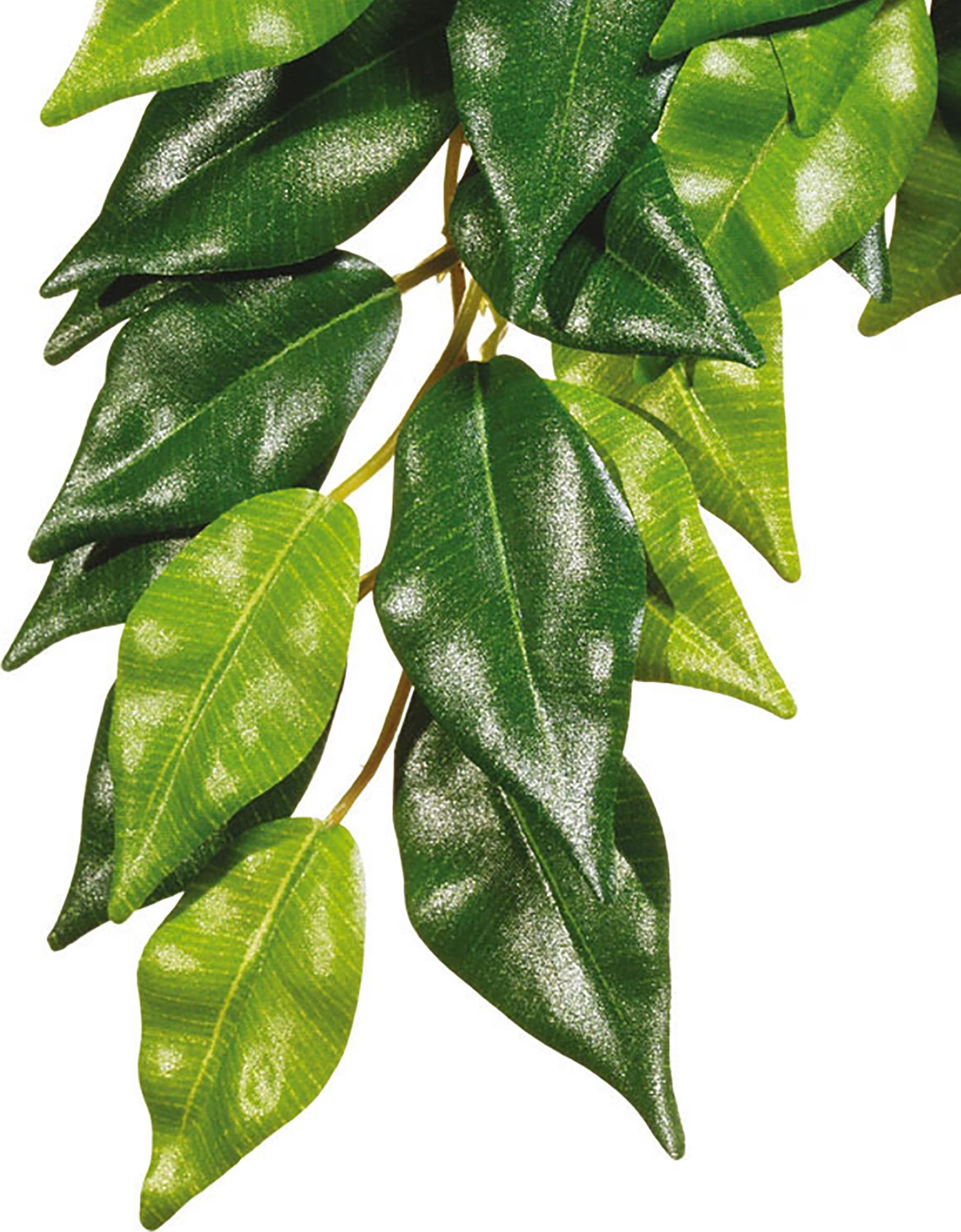 Meilleurs prix pour Exo Terra Plante de la jungle Fikus M, Aménagement pour terrarium