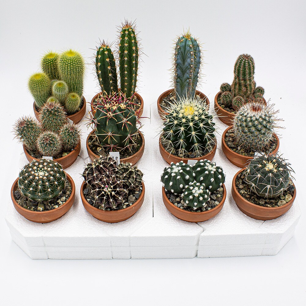 Kakteen Gautschi Kakteen-Set 8cm (10 cm) kaufen