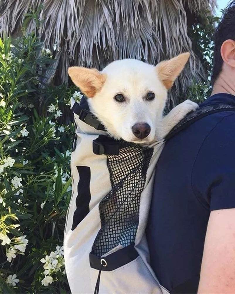 Buy dog backpack on sale