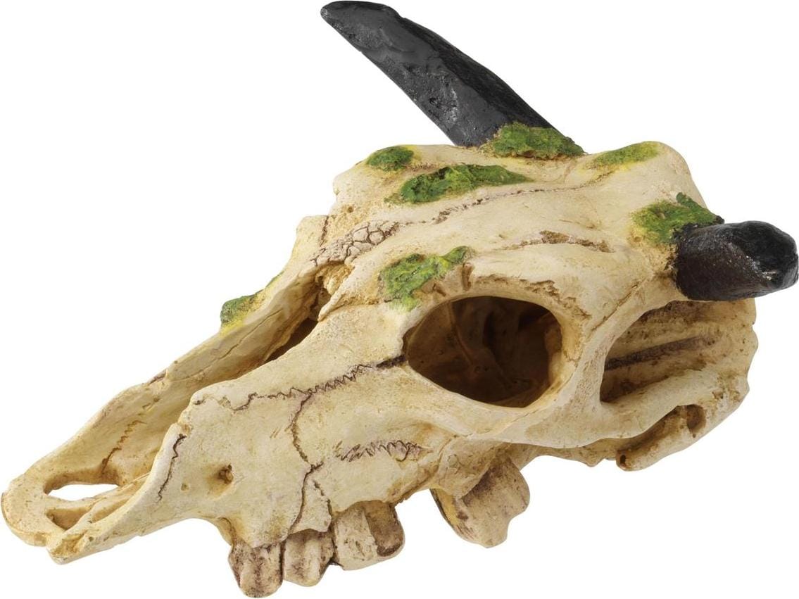 Meilleurs prix pour EBI Terra Della Carabao Skull S, Amnagement pour terrarium