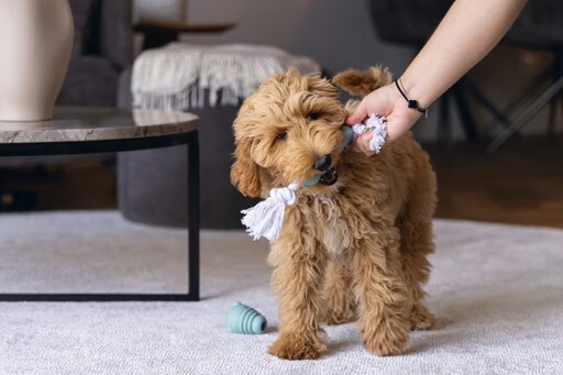 Beeztees Sumo Mini Puppy Jouet Fit (Jouets pour chiens), Jouets pour chien