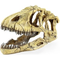 Amazonas Tête de squelette de saurus