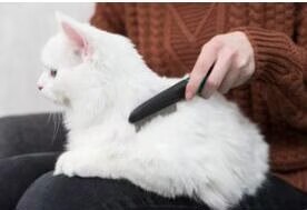 Peigne anti-puces et poussière 21 cm - Trixie - TR-23762