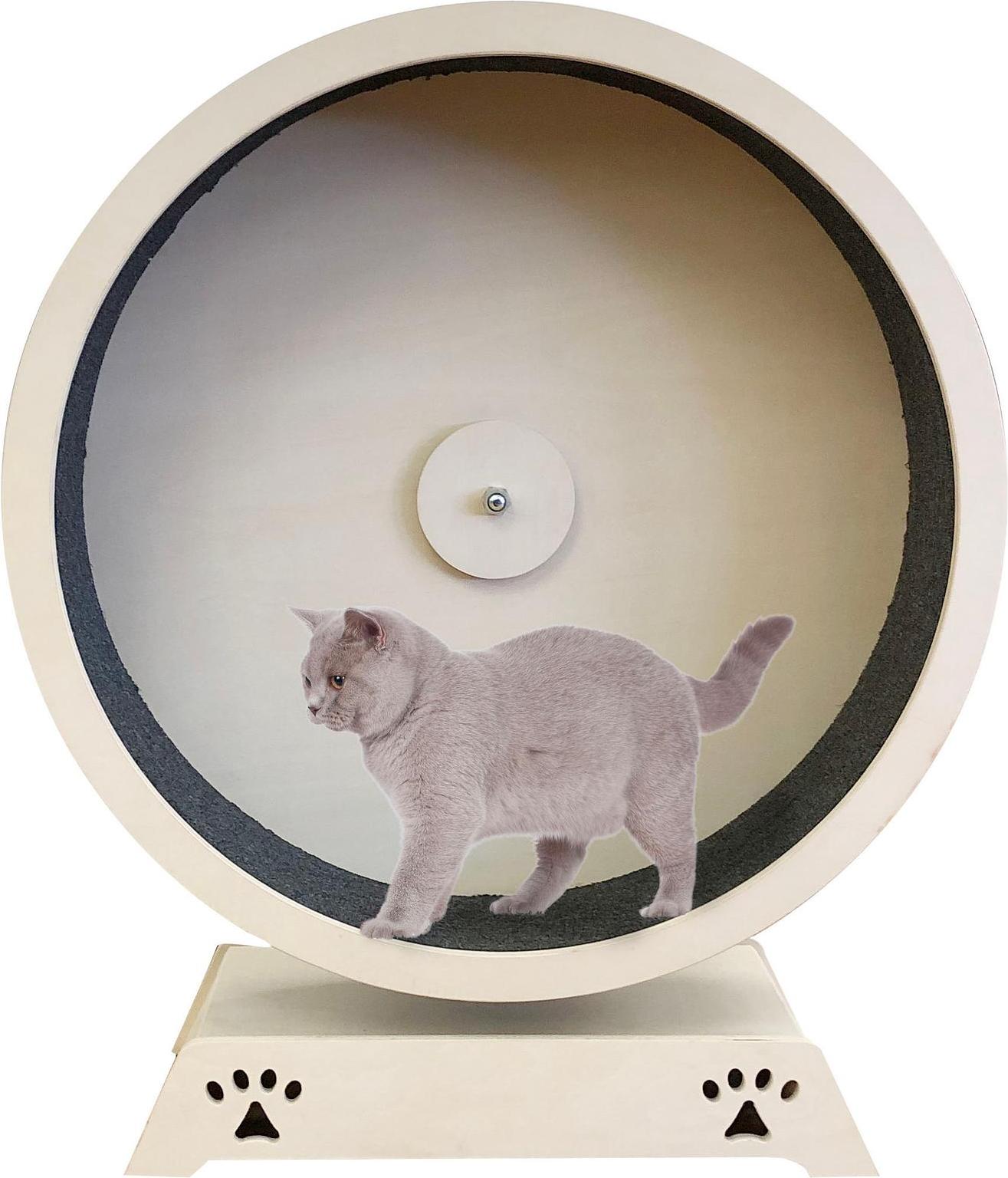 Swisspet Cat wheel Rondulo Cat toys buy at Galaxus