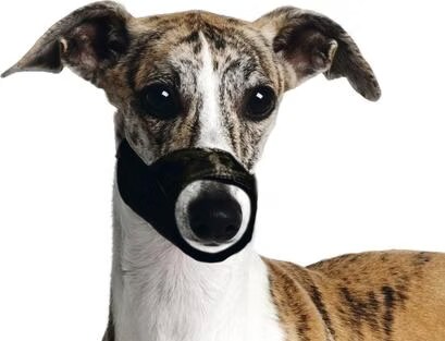 Karlie Muselière (XS, Chien, Promenade), Laisse