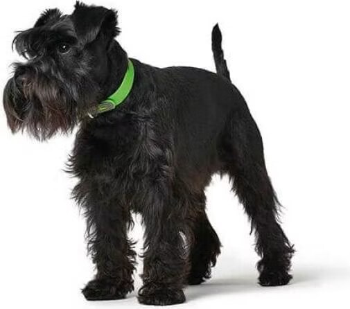 Hunter Convenience 60 collier pour chien - vert (L, Chien, Gnral), Collier + laisse