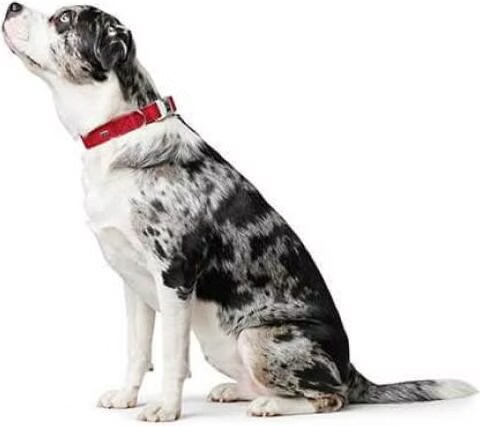 Hunter Collier Softie Alu-Strong en similicuir Nubuk réglable Alu-Strong, Laisse