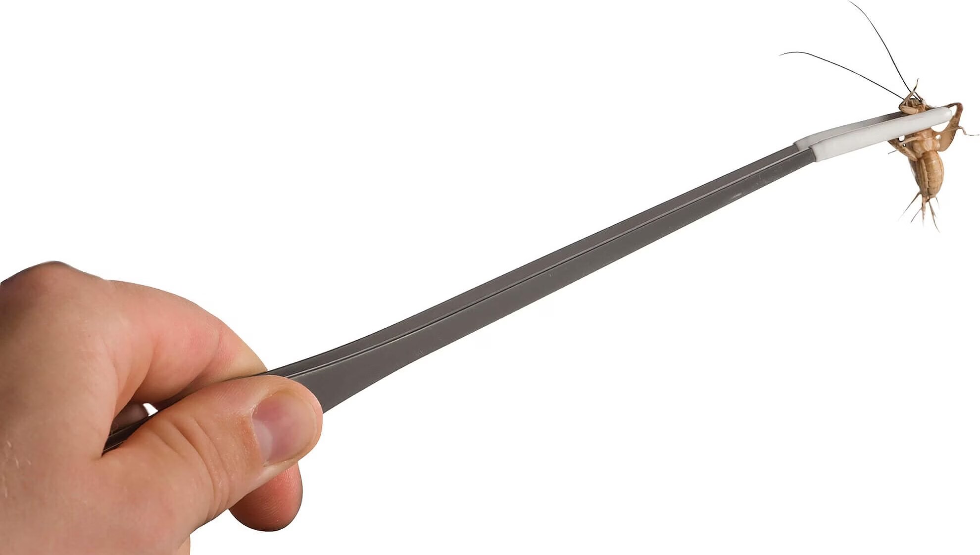 Exo Terra Pinces Pince à épiler pour aliments, Aménagement pour terrarium