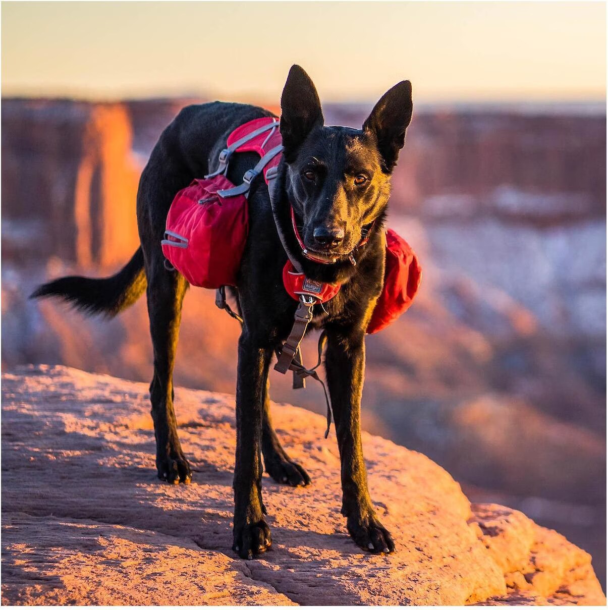 Kurgo Sac à dos Baxter Chiens 23kg 50 kg, Vêtements pour chien