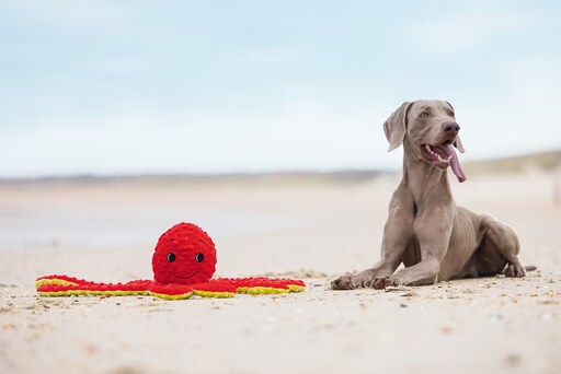 Beeztees Pieuvre Amy (Jouets pour chiens), Jouets pour chien