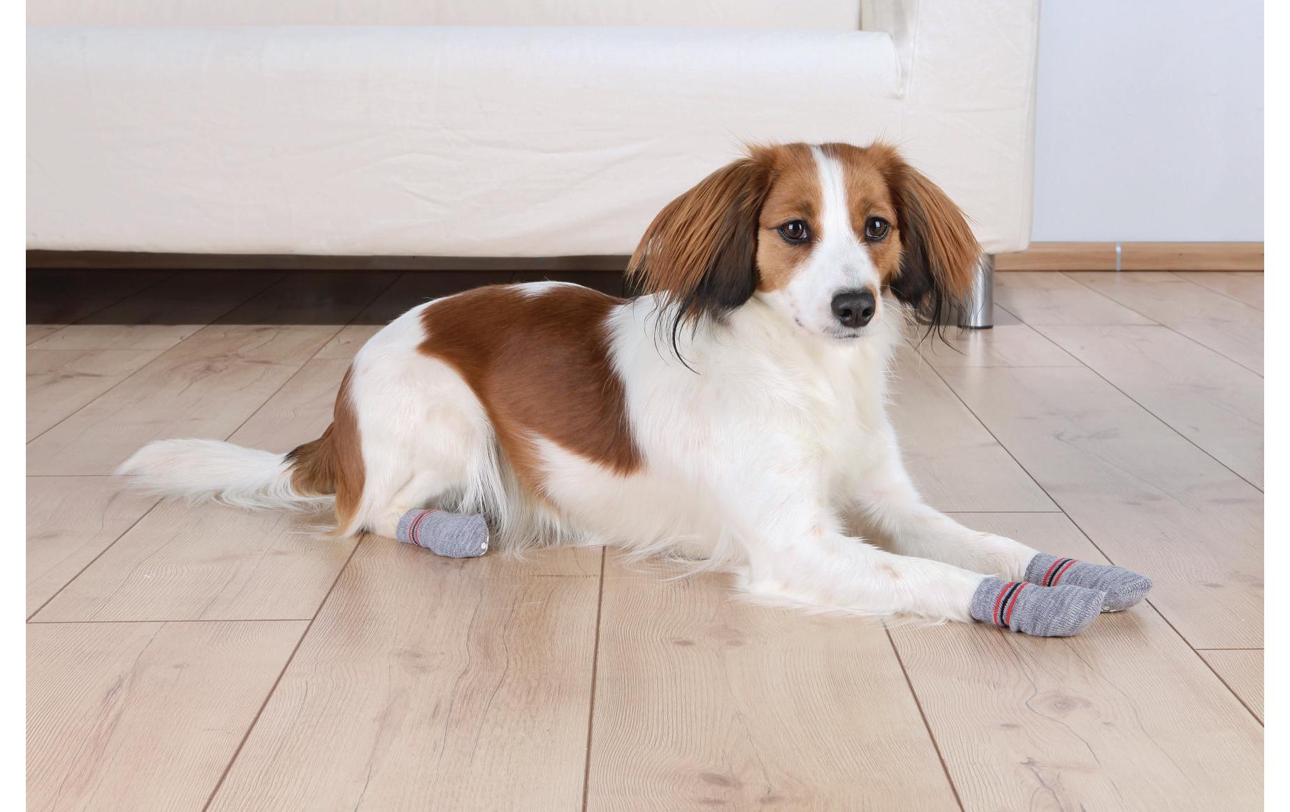 Xs dog socks discount