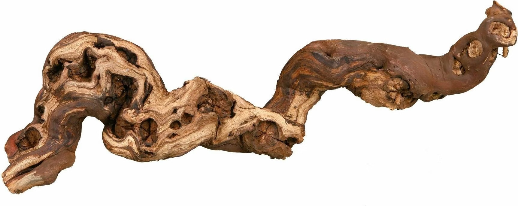 Comparer les prix de Pieds De Vigne - M: 30-40 Cm