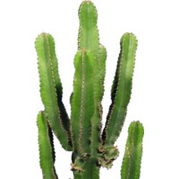 Kakteen Gautschi Euphorbia eritrea (80 cm)