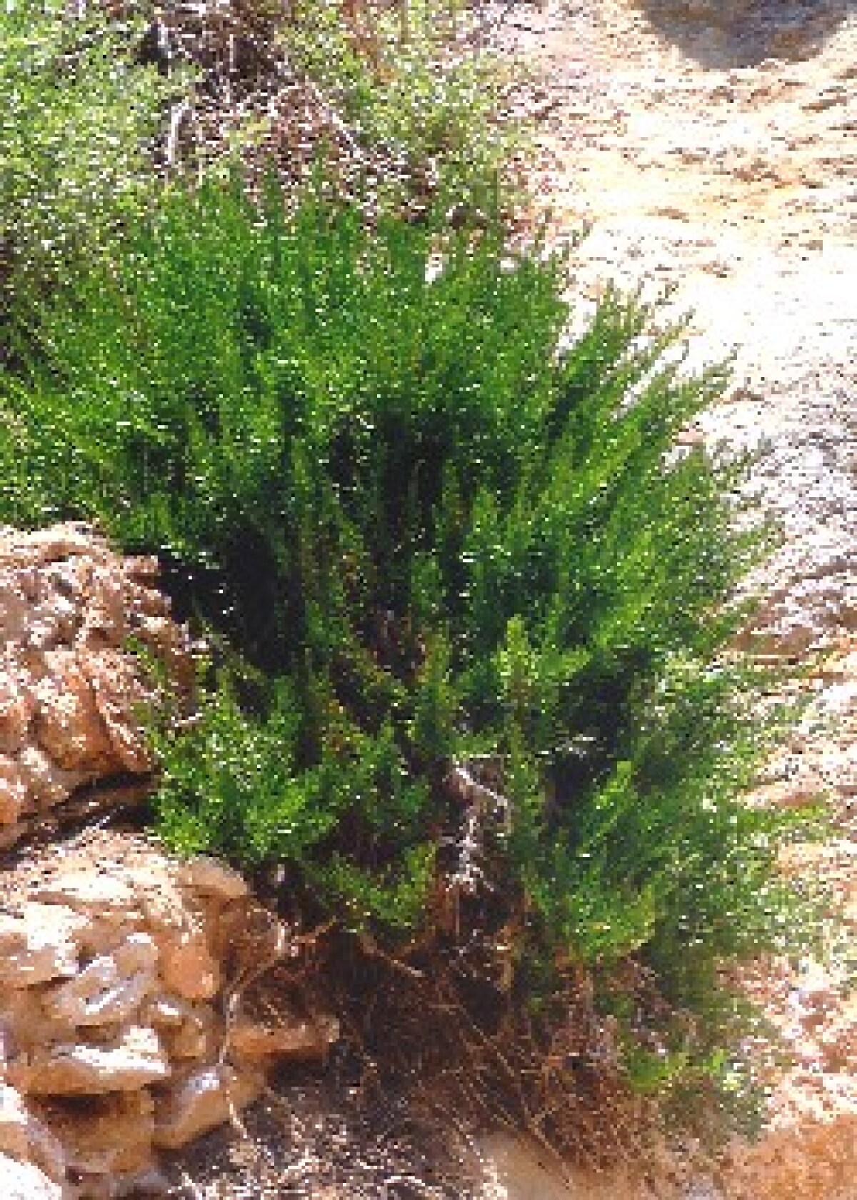 Tropica Echter Rosmarin Provence kaufen