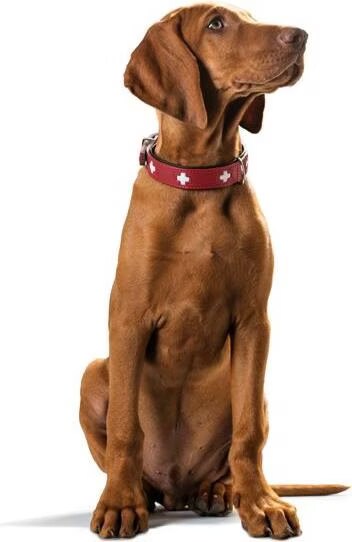 Collier Hunter Swiss taille 60 tour de cou 47-54 cm - pour chien