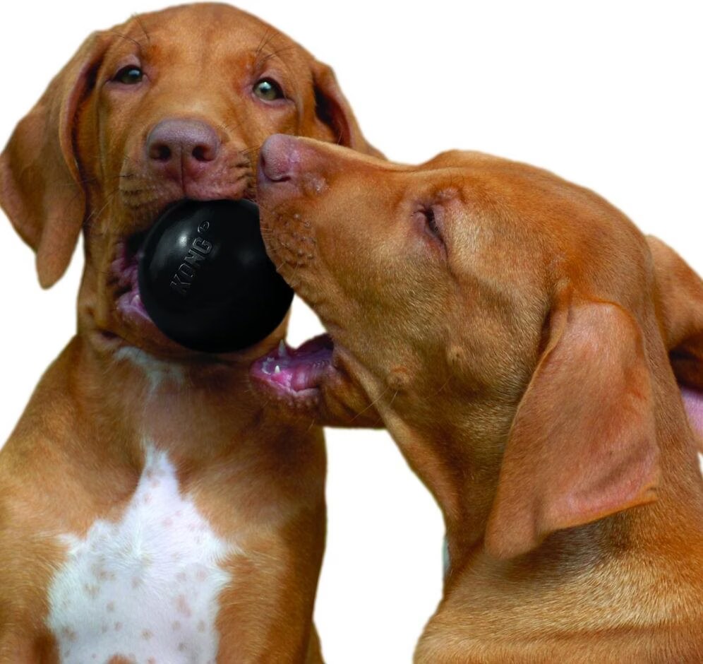 Jouet Chien - KONG® Ball Extreme M/L