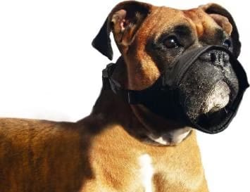Flamingo Muselière De Nailon Spécial Pour Chien Boxer M