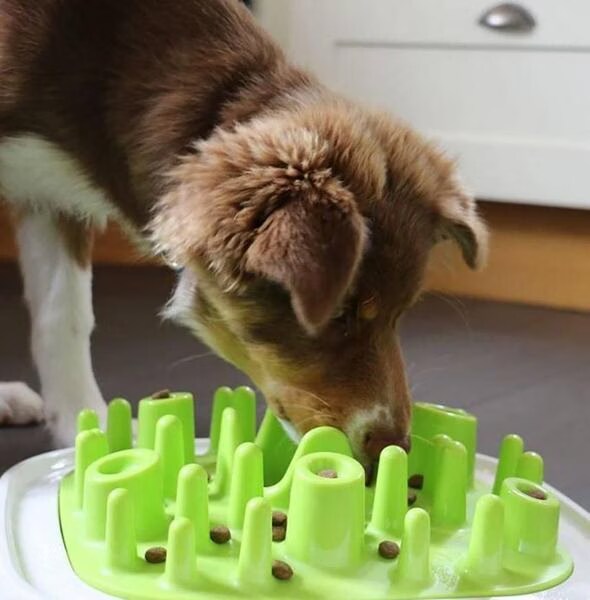 Jeu de réflexion Pet enigma LARGE 20 vert Level 1