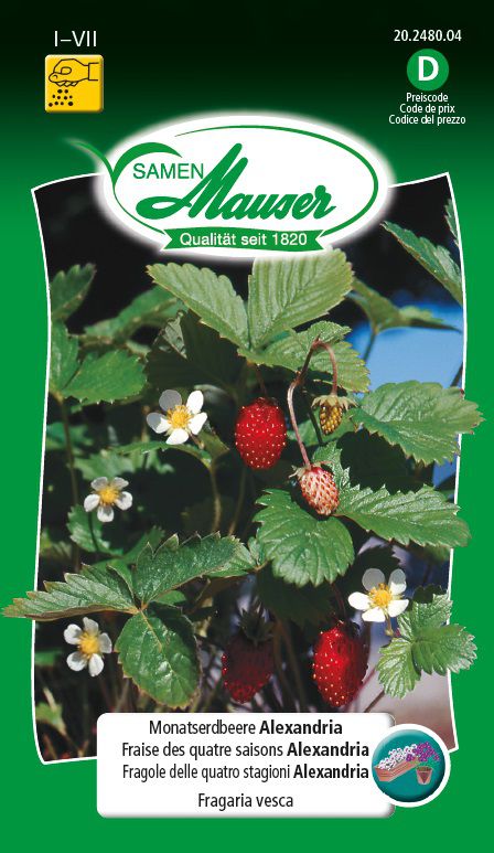 Samen Mauser Monatserdbeere Alexandria (Früchtesamen) Galaxus