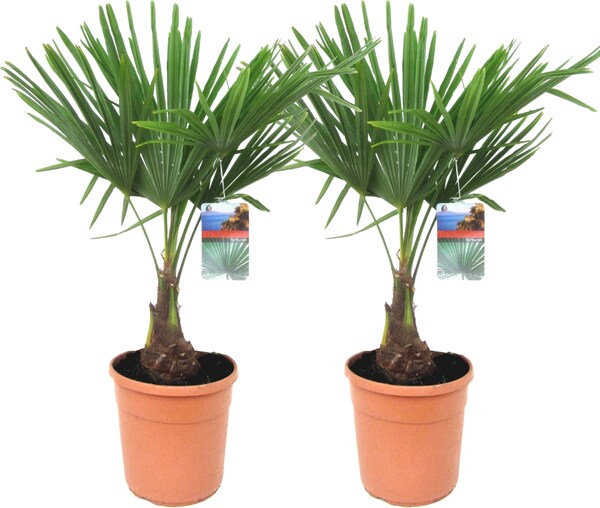Plant in a Box Trachycarpus Fortunei 2er Set Chinesische Hanfpalme