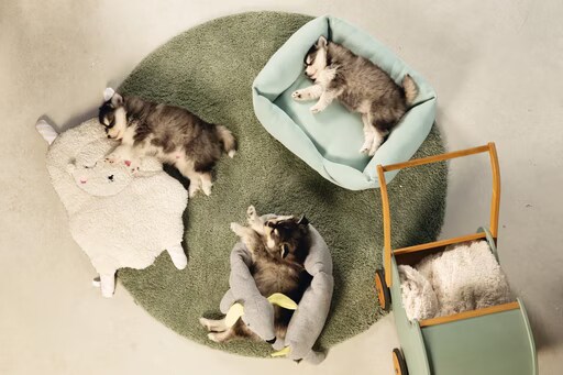 Beeztees hirsute (Chien, Pas de fonctions spéciales), Panier pour chien + chat