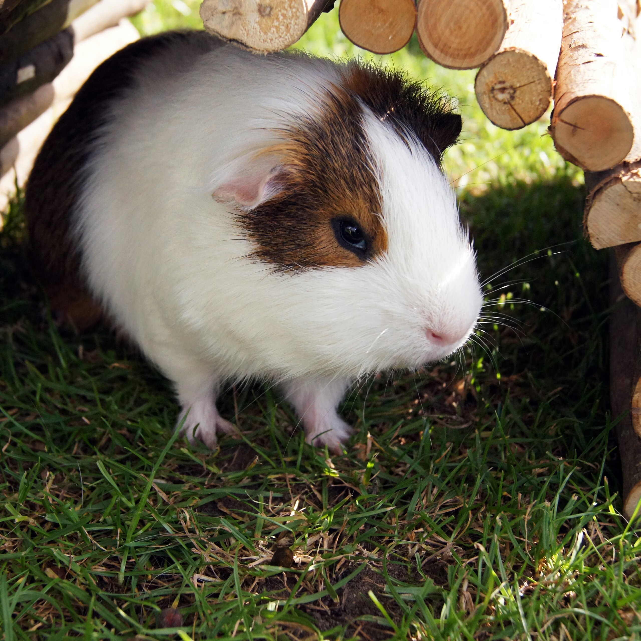 Relaxdays Pont pour rongeurs en bois, Équipement cage pour rongeurs