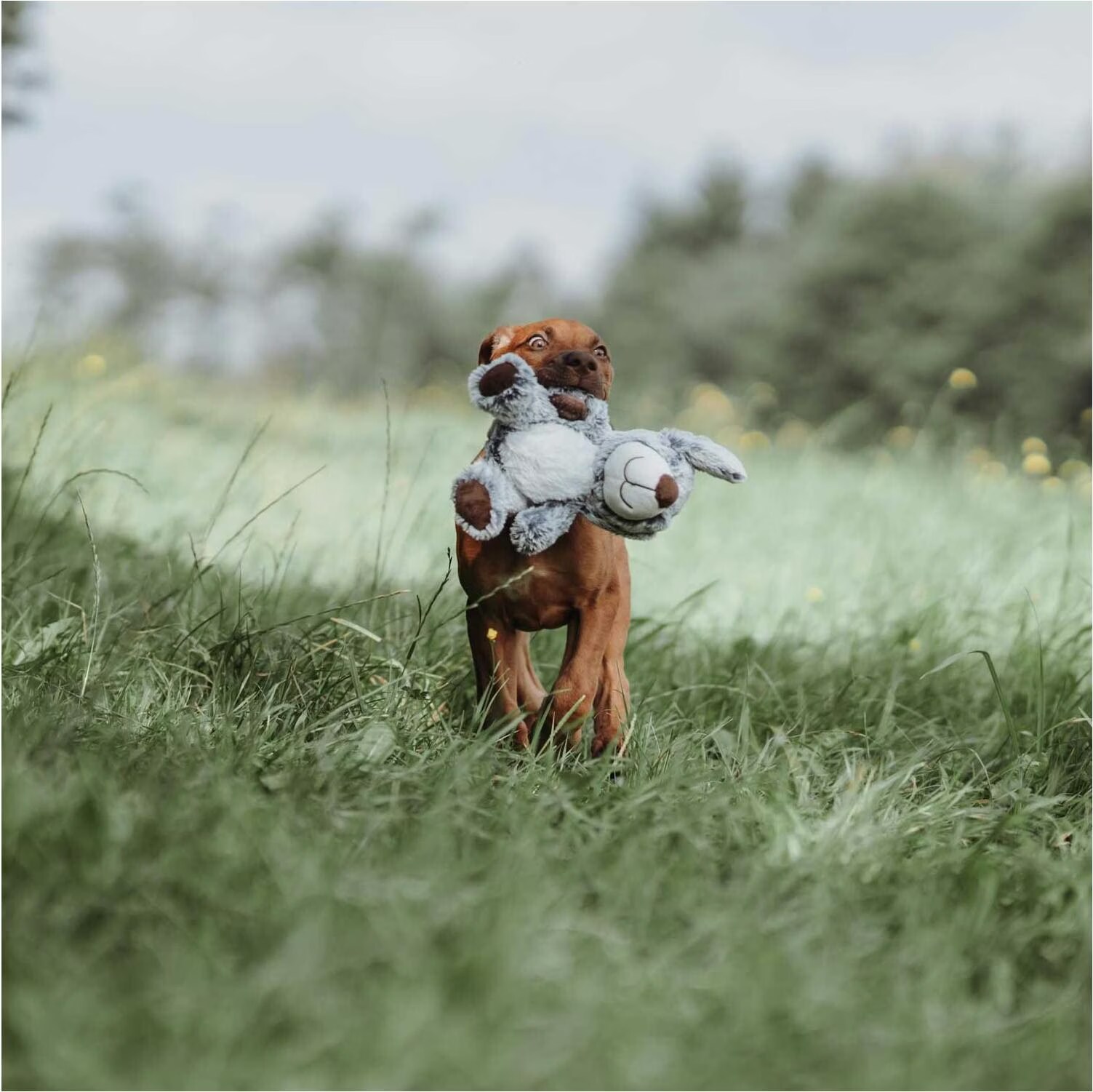 Hunter Jouet pour chien Faro (Jouets pour chiens), Jouets pour chien