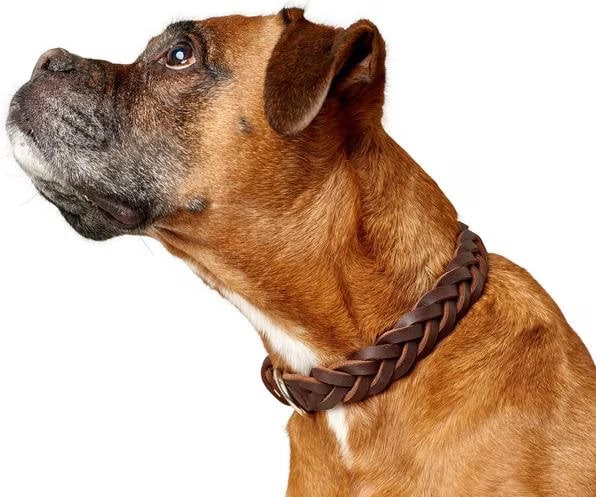 Comparer les prix de Hunter Collier Solid Education Special (Chien), Collier + laisse