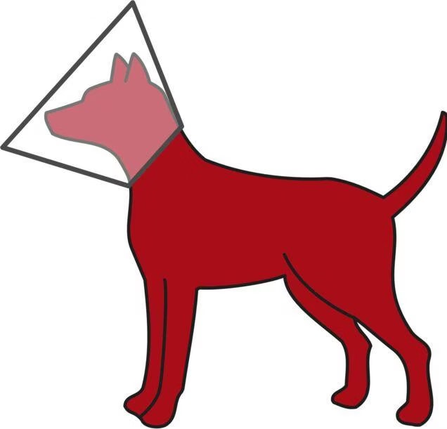 Comparer les prix de Soin Chien – Trixie Collerette de protection – XS/S