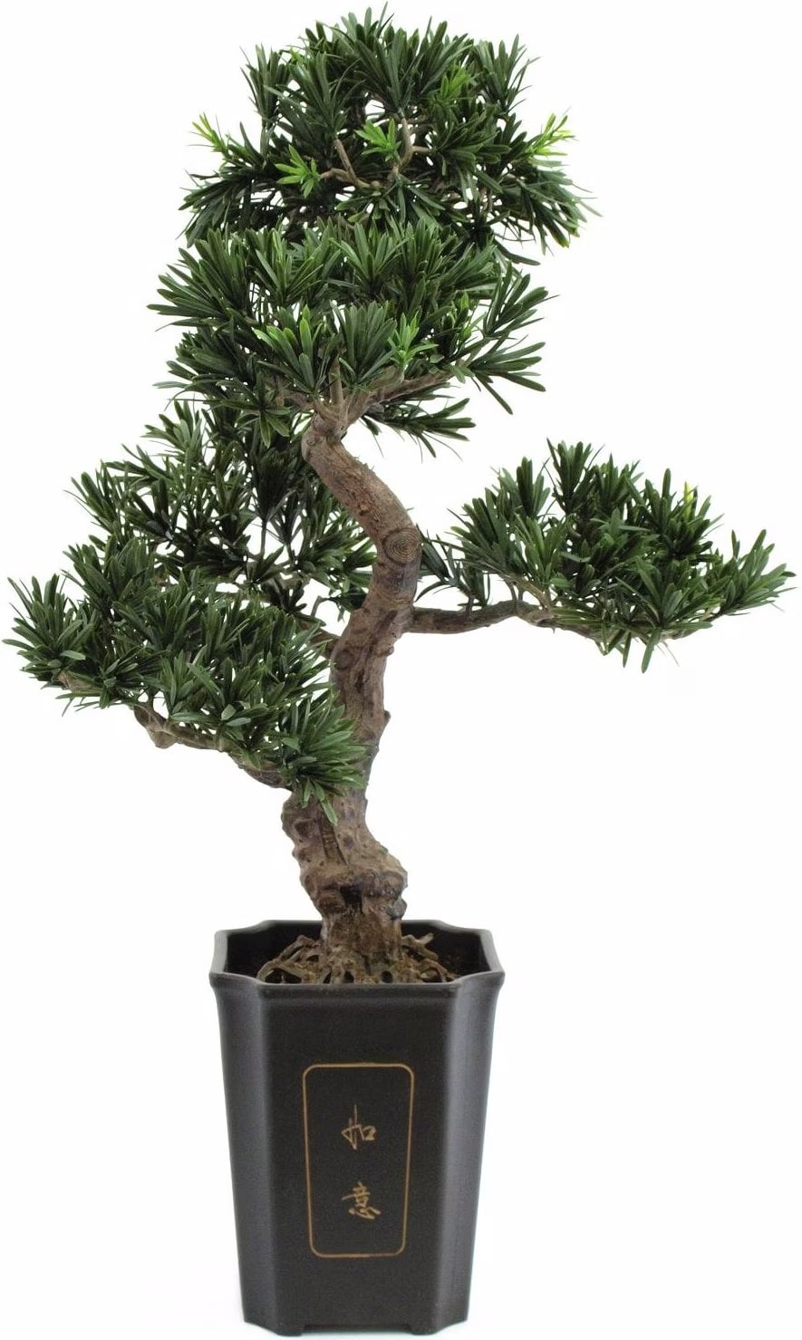 Europalms Bonsai Podocarpus - kaufen bei Galaxus - Galaxus